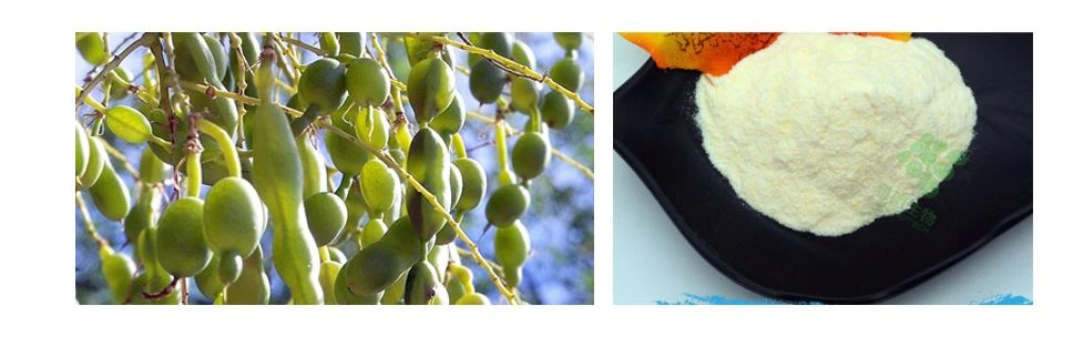 product-866-341 Sophora Japonica Fruit Extract POWDER